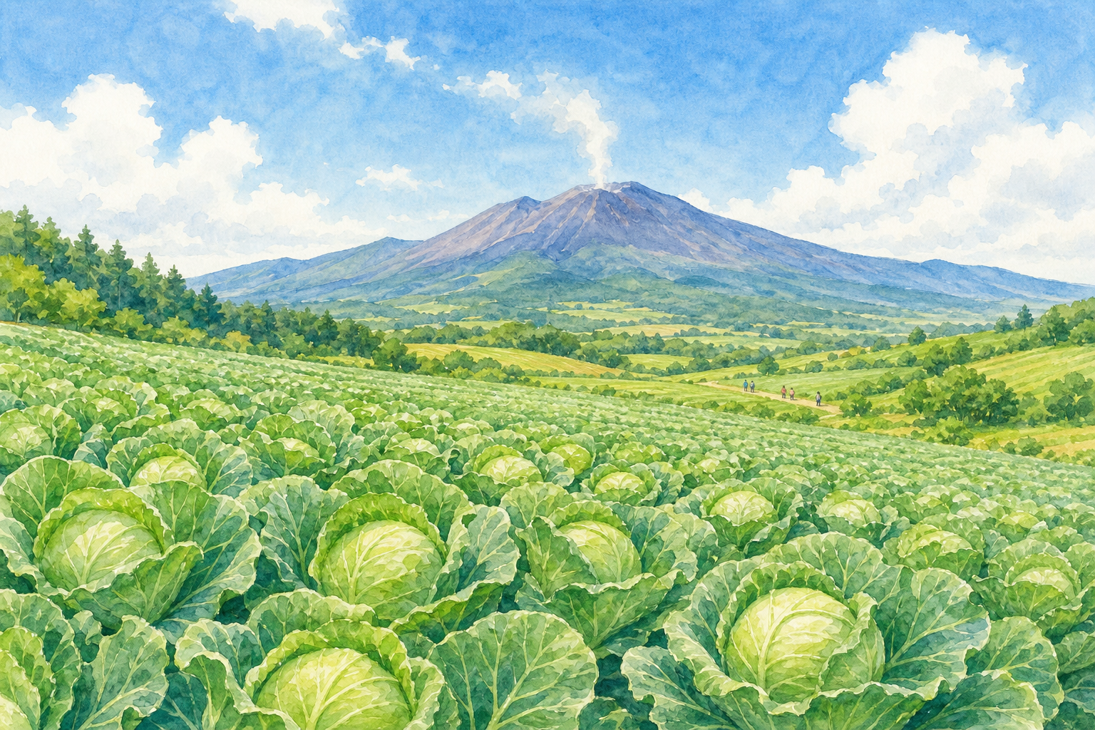 嬬恋村「天空のキャベツ畑」:標高1400mの高原に広がる青々としたキャベツ畑と浅間山